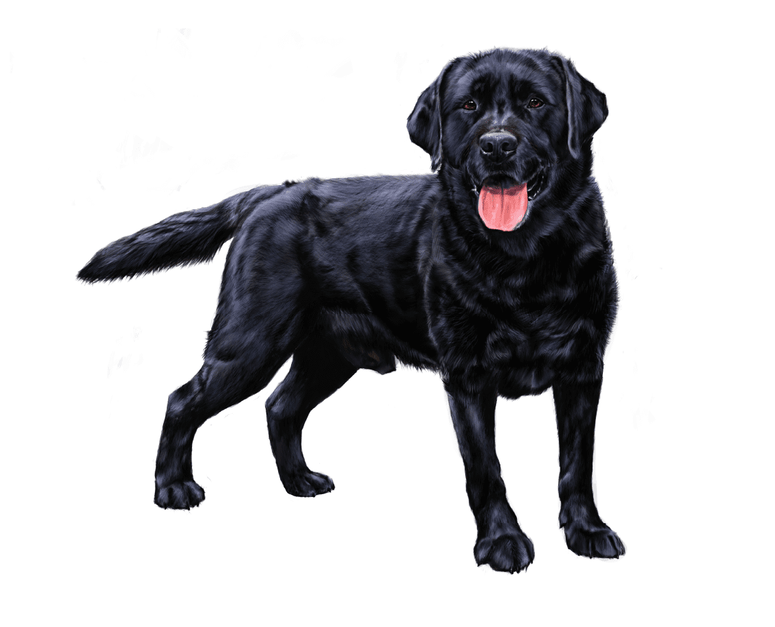 dogCarousel_01