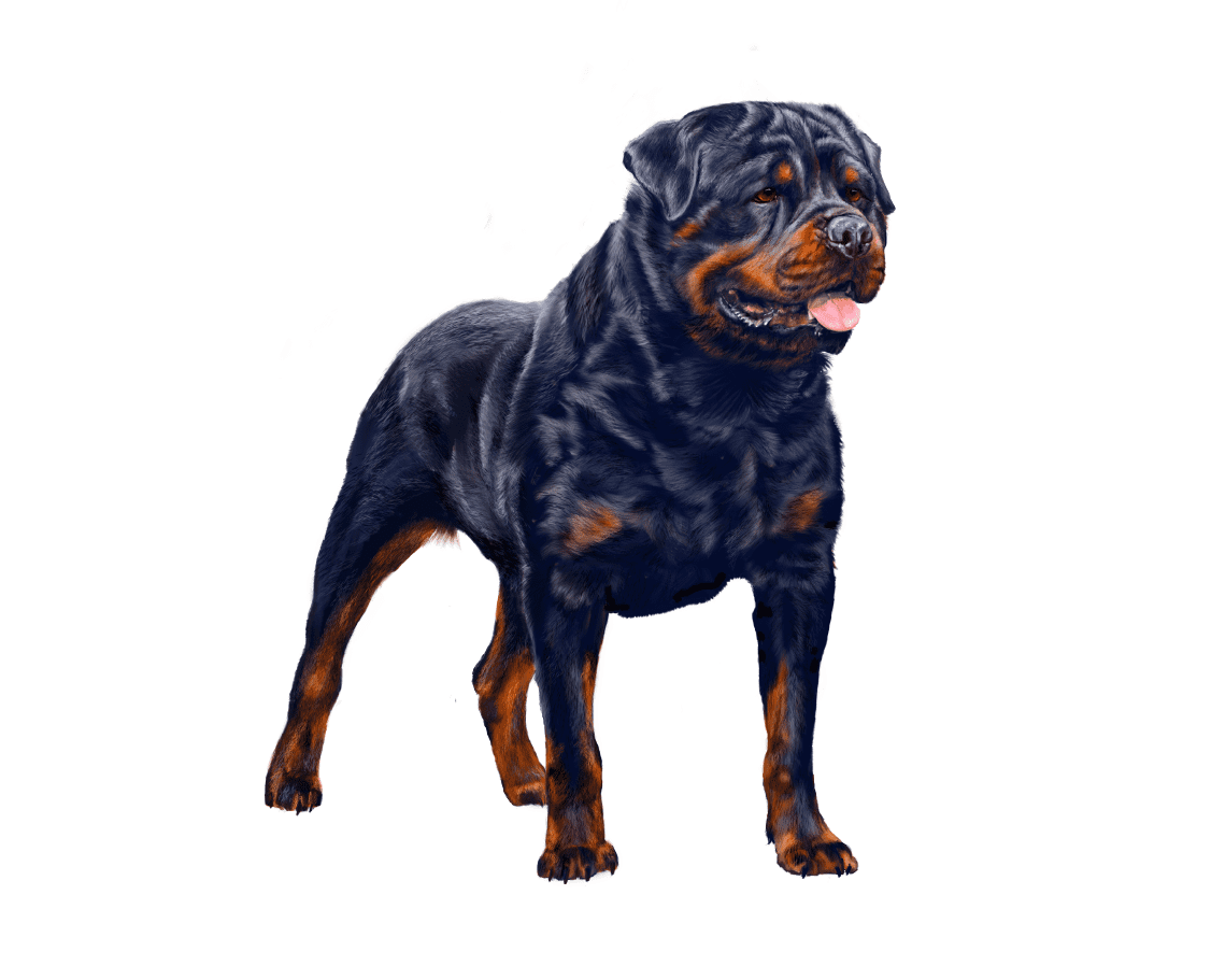dogCarousel_03