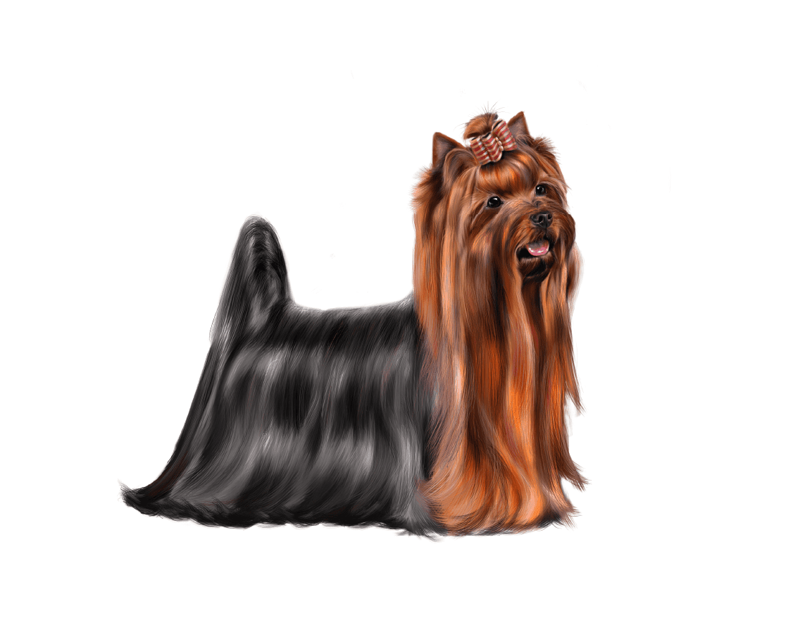 dogCarousel_04