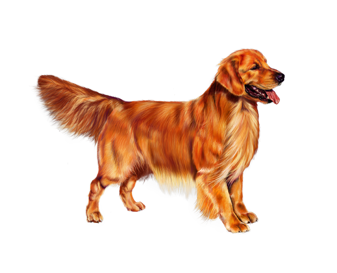 dogCarousel_08